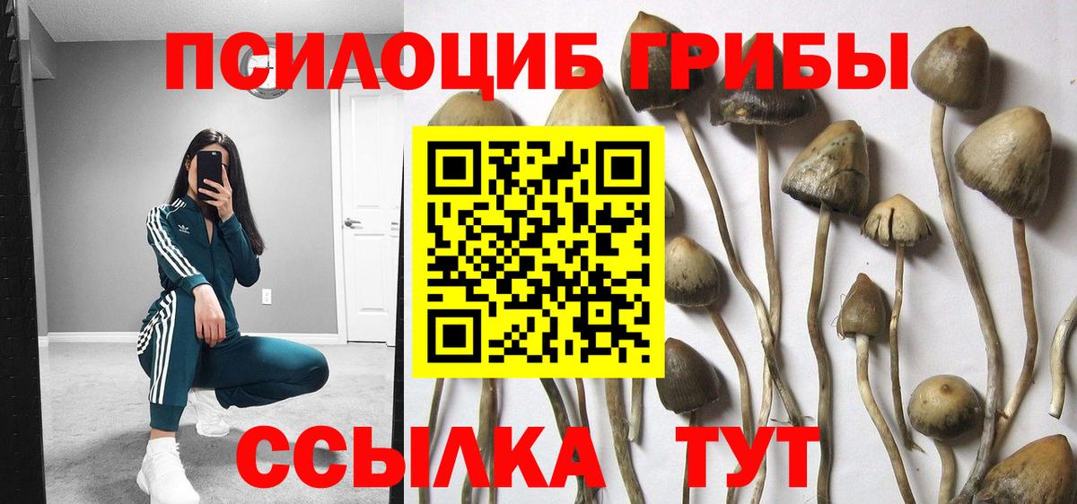 Воткинск  Псилоцибиновые грибы Psilocybe  Вход с VPN 